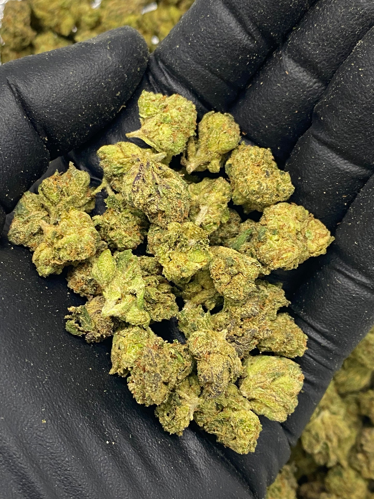 Green cannabis buds held in a black gloved hand