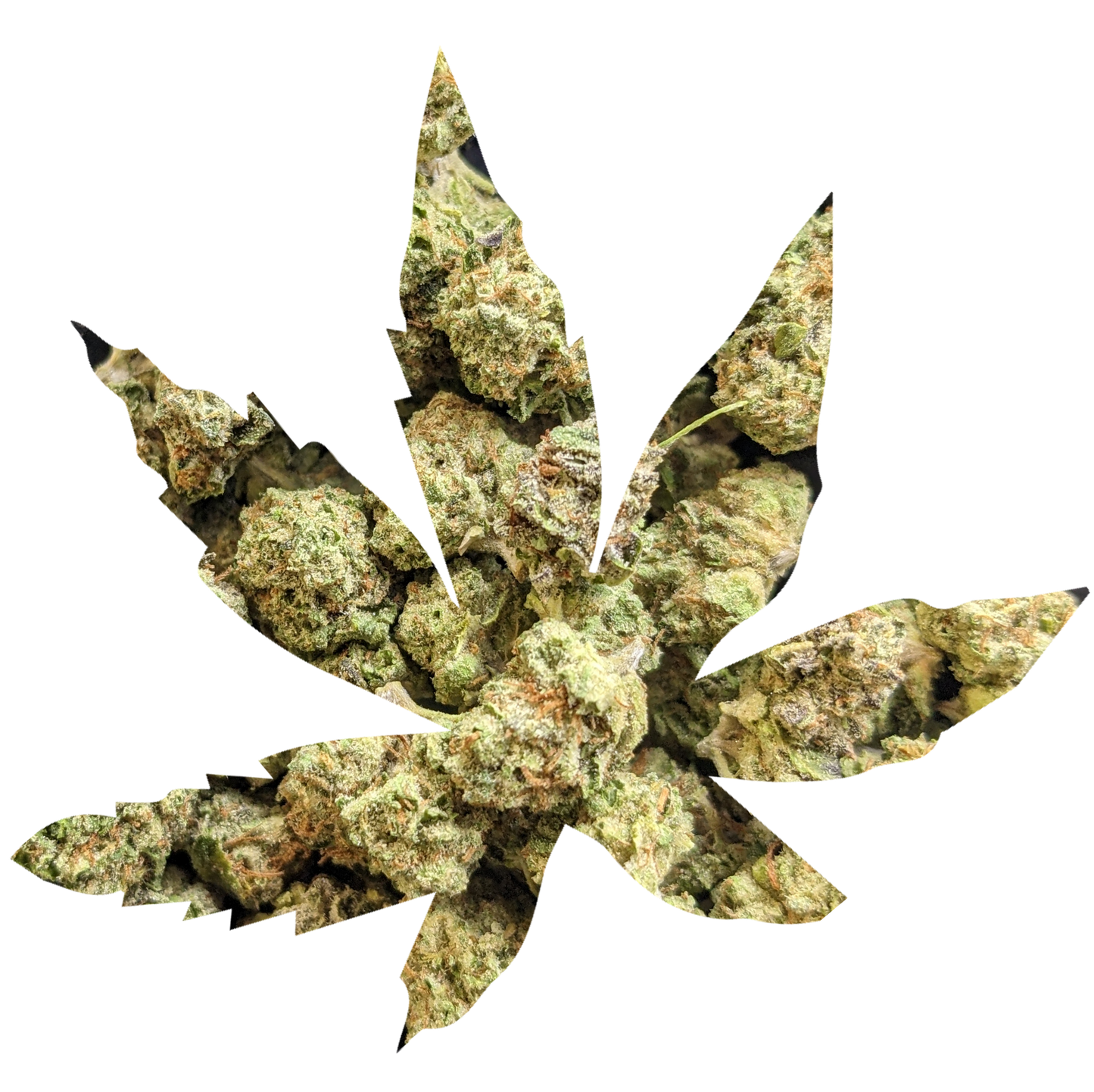 -GREENHOUSE OZ'S & QP'S •UNIQUE LITTLE BUDS