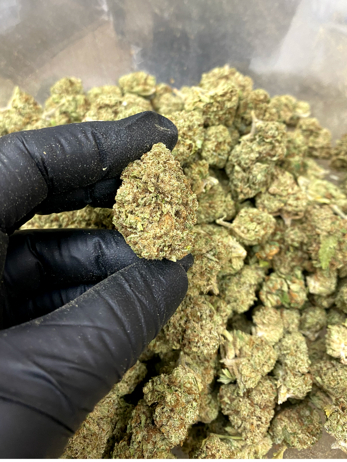 -LARGER GREENHOUSE BUDS, STANDARD HEMP FLOWER