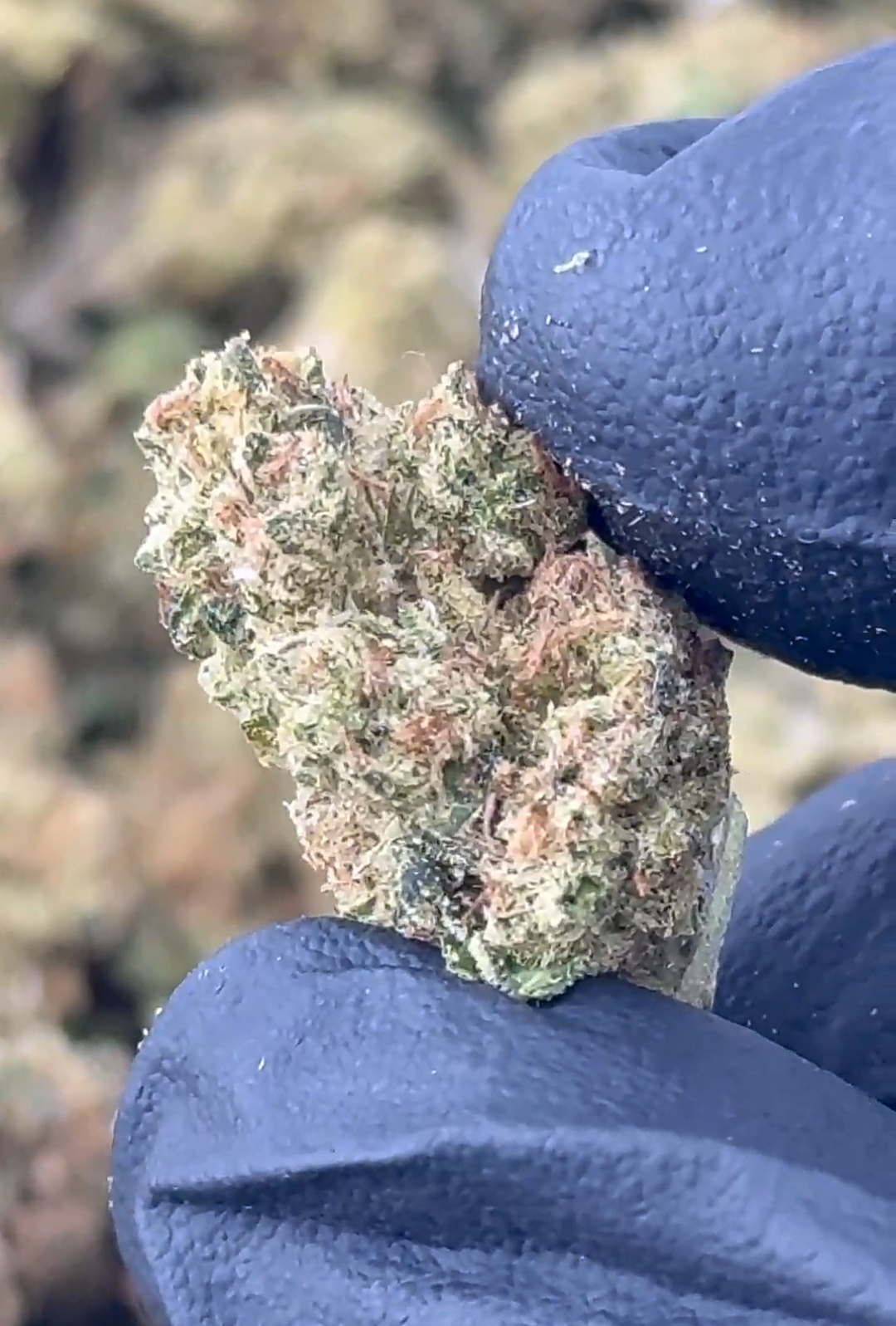 Arid.. Little Buds, High End Hemp Flower
