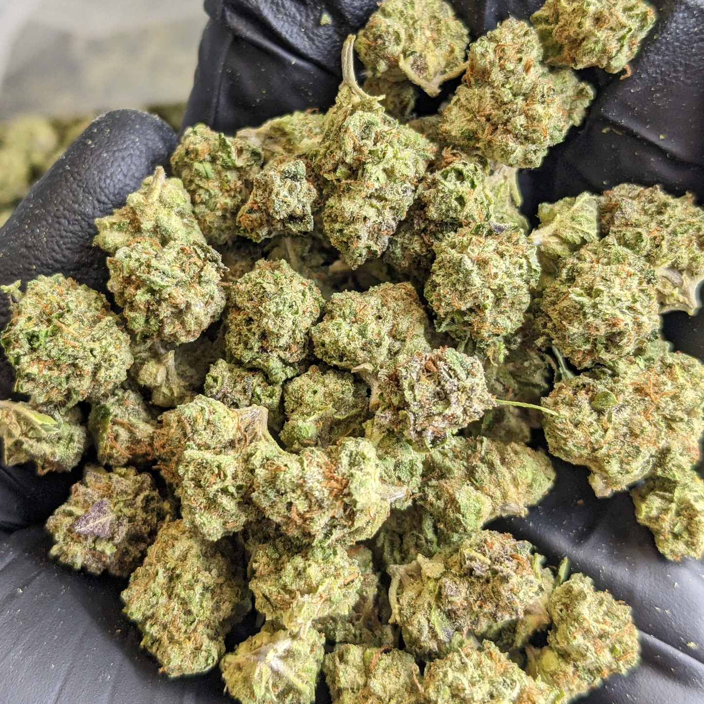 -GREENHOUSE OZ'S & QP'S •UNIQUE LITTLE BUDS