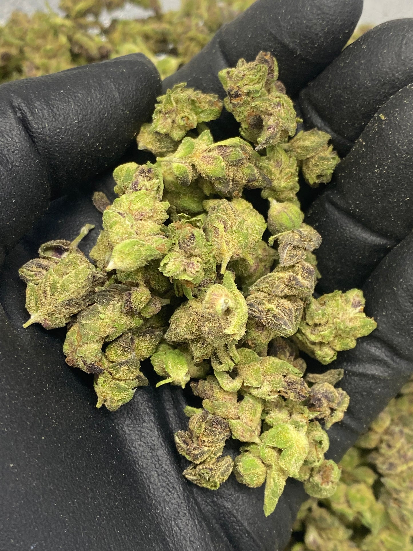 Green cannabis buds held in a black gloved hand