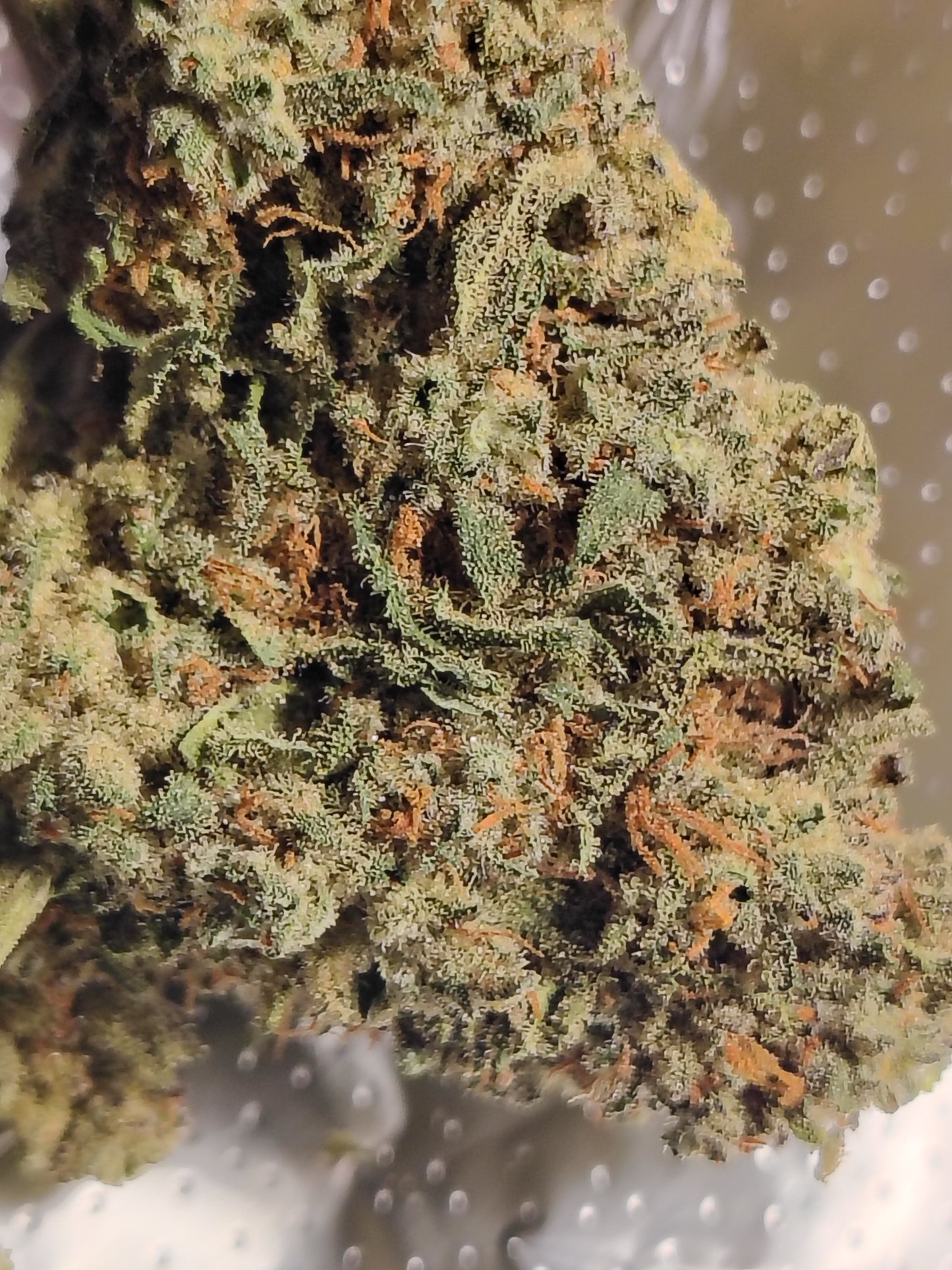 AZ, Higher End Hemp Flower