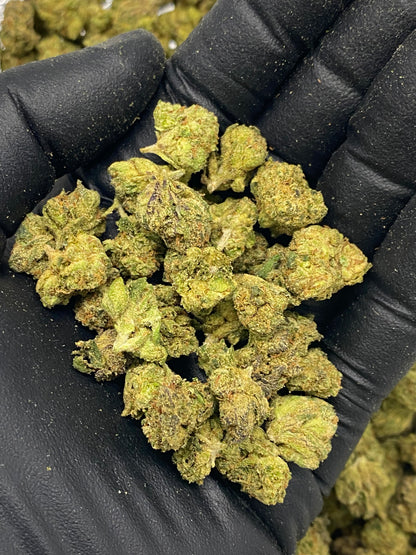 Green cannabis buds held in a black gloved hand