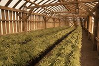 AZ Sun •Grade A, Exotic Outdoor Hemp Flower